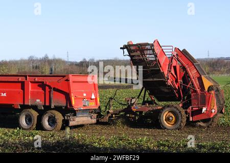 farmers harvesting sugar beet Stock Photo