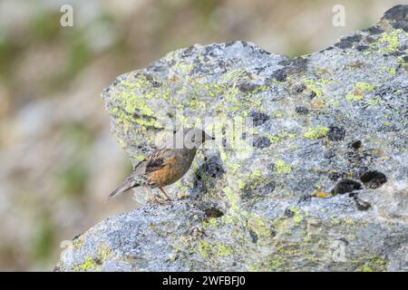 An Alpine Accentor standing on a rock, summer in South Tyrol Italy Stilfs Switzerland Stock Photo