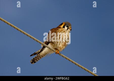 A bird perches on an electric wire against a clear blue sky Stock Photo