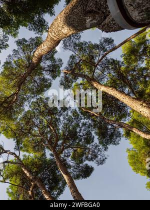 Looking up into the pine forest to see the forest canopy. Bottom View Wide Angle Background Stock Photo