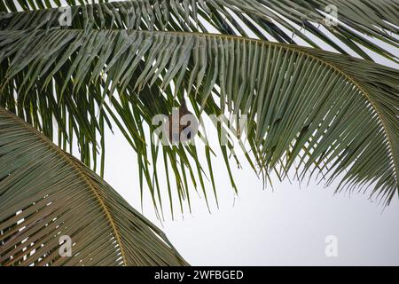 Bird nest on the leaf of Palm tree. Stock Photo