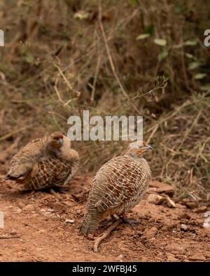 side profile of grey francolin or grey partridge or Francolinus pondicerianus family together on a forest track in winter season safari at Ranthambore Stock Photo