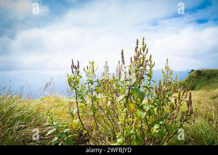 The Brahmagiri Hills are located in the Wayanad District of Kerala and in the Koduk District of Karnataka. Stock Photo