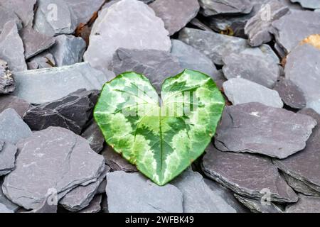 An individual heart shaped Cyclamen leave poking through the slate landscaped flower bed. Stock Photo