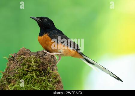 male white-rumped shama Copsychus malabaricus Stock Photo