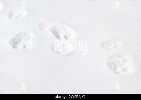 Cat footprint on sand background, nature texture background. Stock Photo