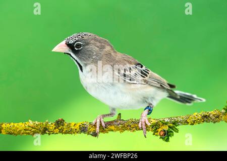 scaly-feathered weaver, Sporopipes squamifrons Stock Photo