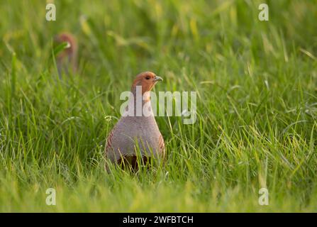 stark gefährdet...Rebhuhn  Perdix perdix , zwei Rebhühner laufen durch ein Feld, durch hohe Gräser, sind sehr vorsichtig, schauen sich mit hochgerecktem Hals immer wieder um, typisches Verhalten auf freiem Feld *** Grey Partridges  Perdix perdix  walking through high grass of growing wheat watching around carefully, wildlife, Europe. Nordrhein-Westfalen Deutschland, Westeuropa Stock Photo