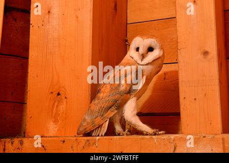 Barn Owl / Schleiereule Tyto alba, sits in a wooden truss of a church, young bird, side view, wildlife, Germany. Stock Photo