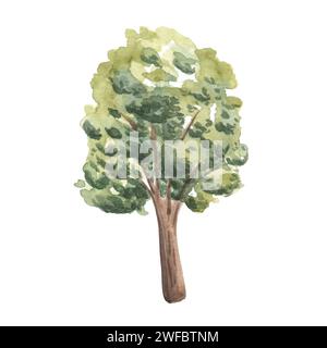 Watercolor hand drawn illustration of tree side view isolated on white background for landscape and architecture drawing, elements for environment and Stock Photo