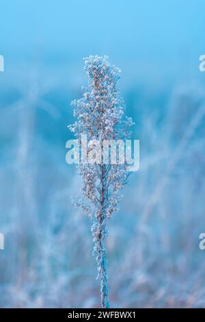 Ice and frost on uncultivated meadow plants in cold foggy winter morning, selective focus Stock Photo