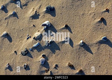 An abstract study of small stones and pebbles revealed on a wind blown beach on the Norfolk coast at Sea Palling, Norfolk, England, United Kingdom. Stock Photo