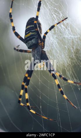 Macro shot of a Wasp spider in its web with a blurry background of the ...