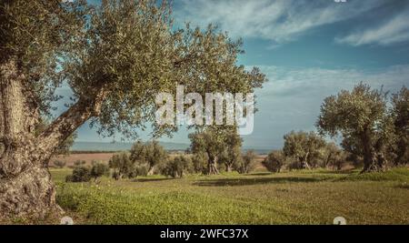 Olive trees cultivation landscape in Portugal Olive grove wide angle landscape in Alentejo Stock Photo