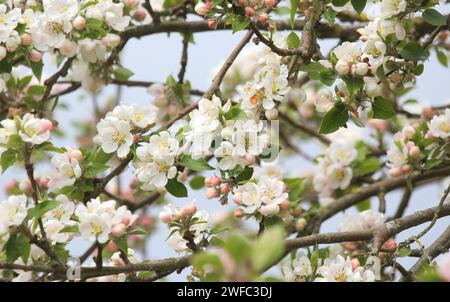 Apple Blossom in Spring, UK. Stock Photo