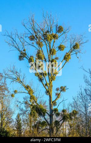 Bunches of Mistletoe (Viscum album) growing on host Poplar tree - central France. Stock Photo