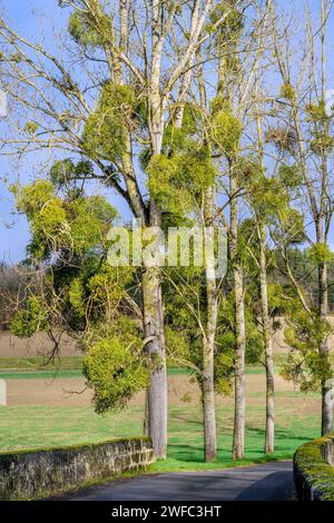 Bunches of Mistletoe (Viscum album) growing on host Poplar tree - central France. Stock Photo