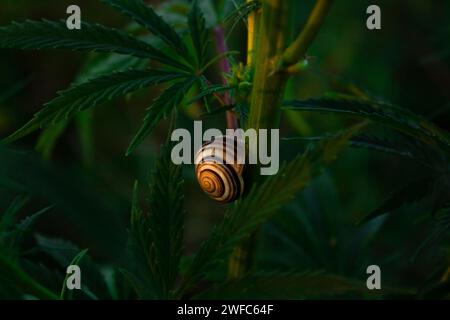 Snail on hemp trunk early in the morning at sunrise Stock Photo