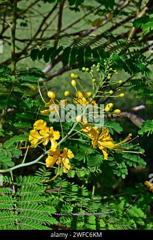 Yellow peacock flowers (Caesalpinia pulcherrima) on tropical garden Stock Photo