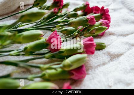 A bouquet of small pink carnations lies on a white knitted plaid Stock Photo