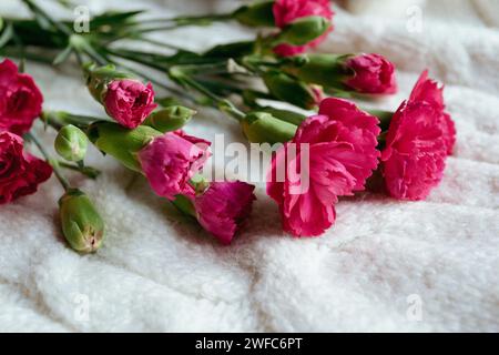 A bouquet of small pink carnations lies on a white knitted plaid Stock Photo