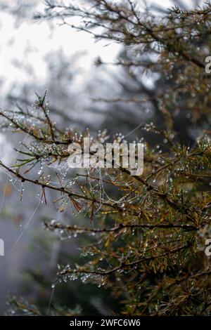 Cobweb strewn with small drops of water on a spruce branch in dense fog Stock Photo