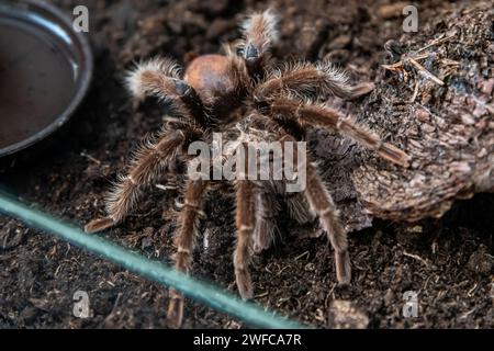 Teplice, Czech Republic. 27th Jan, 2024. Honduras Curly Hair Tarantula, Tliltocatl albopilosus, in the Biopark, which is part of the Gymnasium Teplice, January 27, 2024. Credit: Ondrej Hajek/CTK Photo/Alamy Live News Stock Photo