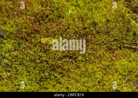 Beautiful Bright Green moss grown up cover the rough stones and on the floor in the forest. Show with macro view. Rocks full of the moss texture in na Stock Photo