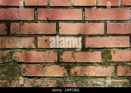 Old brick wall texture with moss. Can be used as background for any advertisement. Stock Photo