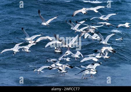 Seagulls flying and hovering over a blue sea in Scotland Stock Photo