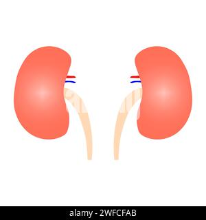 Human kidney in cartoon style. Vector illustration. stock image. EPS 10. Stock Vector