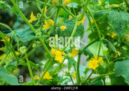 Yellow female flower of cucumber in field plant Stock Photo