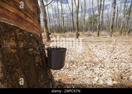 Extraction of latex from serigueira - Also called rubber tree Stock Photo