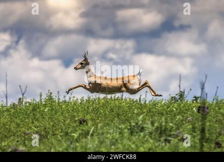 Pampas deer in the area of ??the Serra da Canastra National Park local: Sacramento , Minas Gerais , Brazil date: 02/2013 Code: 01DIB440 Author:Andre D Stock Photo