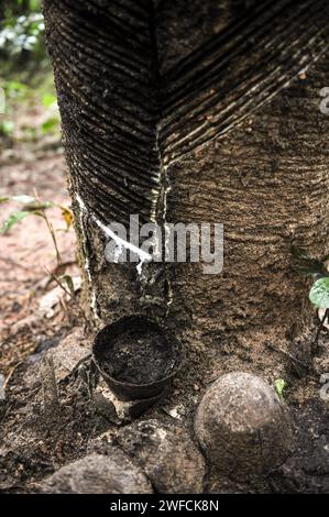 Rubberized rubber tree for latex extraction - Piquiá trail - Jamaraquá riverside community - FLONA Tapajós National Forest - Stock Photo