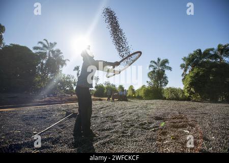 Coffee Grower Selecting Coffee with Sieve - Stock Photo