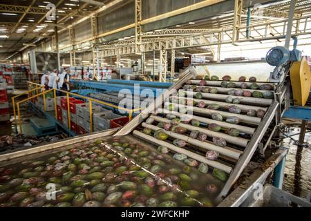 Washing of sleeves for export in Packing House - Senator Nilo Coelho Project - São Francisco River Valley Stock Photo