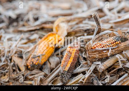 Corn field is covered with blanket of snow with the remains of corn cobs. Lost harvest concept. Field scene close-up. Stock Photo