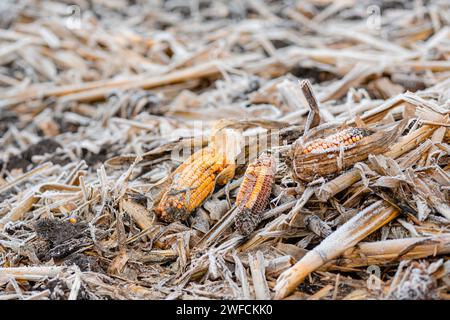 Corn field is covered with blanket of snow with the remains of corn cobs. Lost harvest concept. Field scene close-up. Stock Photo