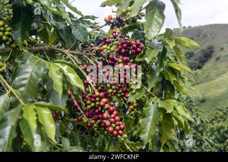 Coffee plantation - Glória River Valley Stock Photo