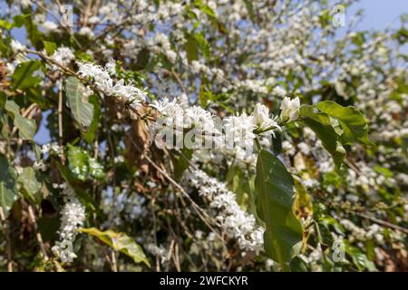 Coffee plantation during flowering - Stock Photo