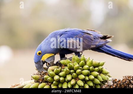 Detail of a hyacinth macaw eating fruits of the acuri palm tree in the Pantanal Sul - an endangered species - Stock Photo