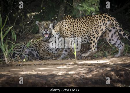 Jaguar on the bank of the Cuiabá river - Threatened species of extinction - also called acanguçu, canguçu, jaguar, jaguarapinima, jaguareté, jaguaretê and jaguaruçu Stock Photo