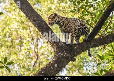 Jaguar on tree - Maracá-Jipioca Ecological Station - Maracá Island Stock Photo