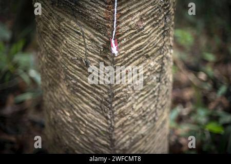 Detail of extraction of rubber latex - FLONA Aripuanã National Forest - riverside community on the bank of the Aripuanã River Stock Photo