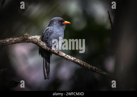 Black Chora-rain perched on branch - Chapada das Mesas National Park - It is also known as Tamurupará and Beak-of-Fire Stock Photo