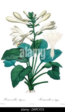 Hosta plantaginea, the fragrant plantain lily or August lily, here as Hemerocallis japonica Produced under the patronage of Josephine Bonaparte, Empress of France, Pierre-Joseph Redouté’s Les Liliacées contained 503 plates detailing the various plant species of and related to the lily family. Produced from 1802 – 1816, the plates are drawn from Empress Josephine’s extensive collection of plants in her gardens at Malmaison, where Redouté worked as a botanical artist. This folio is often considered to be Redouté’s masterpiece due to the scope, breadth, and quality of its contents. Stock Photo