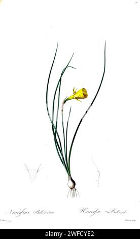 Daffodil cut flowers, Narcissus, contained in a unique twin jar of ...