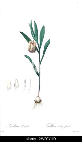 Fritillaria latifolia, Produced under the patronage of Josephine Bonaparte, Empress of France, Pierre-Joseph Redouté’s Les Liliacées contained 503 plates detailing the various plant species of and related to the lily family. Produced from 1802 – 1816, the plates are drawn from Empress Josephine’s extensive collection of plants in her gardens at Malmaison, where Redouté worked as a botanical artist. This folio is often considered to be Redouté’s masterpiece due to the scope, breadth, and quality of its contents. Stock Photo