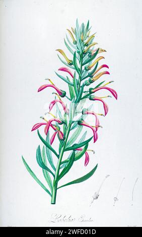 Lobelia excelsa native to Chile from Description of rare plants grown in Malmaison and Navarre by Aime Bonpland (1773-1858), French botanist Hand Painted by Pierre-Joseph Redouté in 1813 Stock Photo